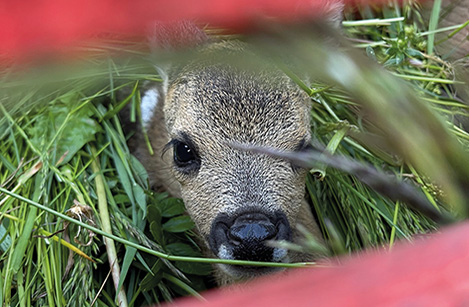 Multicotteri e grande impegno salvano i cerbiatti